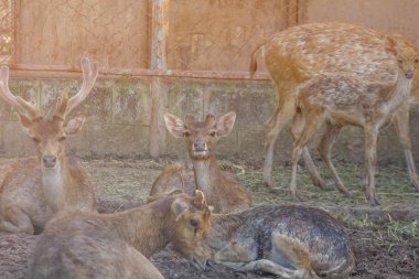 Çiftlikte geyik yetiştiriciliği için.