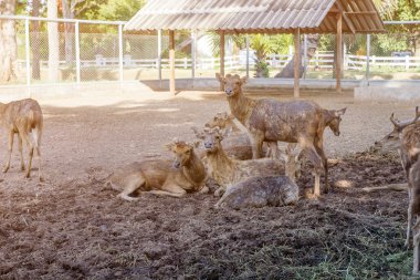 Çiftlikte geyik yetiştiriciliği için.