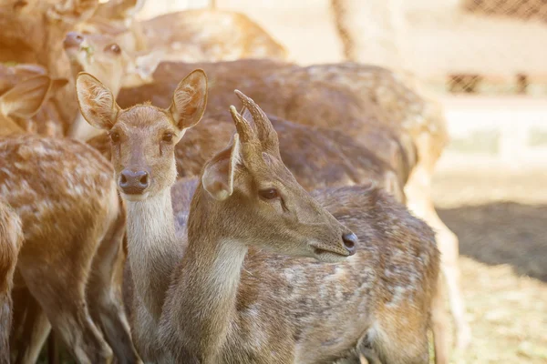 Op de boerderij voor het fokken van herten. — Stockfoto