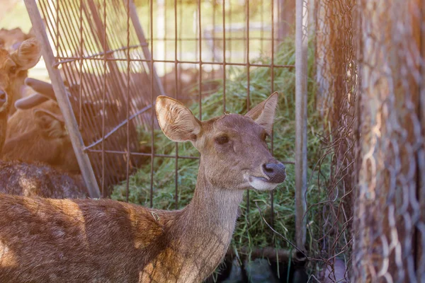 Op de boerderij voor het fokken van herten. — Stockfoto