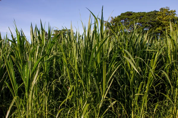 Зелені паростки пшениці в полі — стокове фото