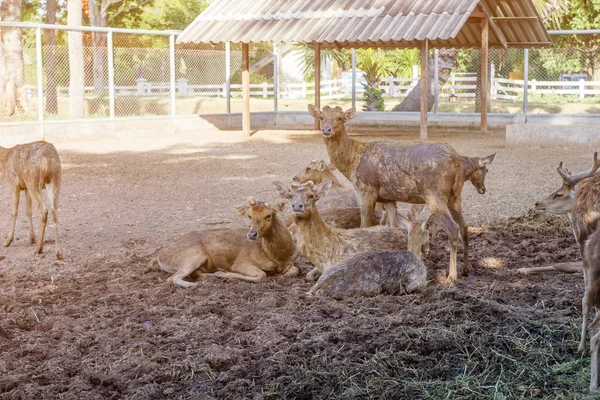 Op de boerderij voor het fokken van herten. — Stockfoto