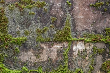 Çimento duvarda yeşil sarmaşık