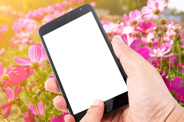 Adam elini tutun dokunmatik ekran akıllı telefon pembe Cosmos çiçek bac üzerinde