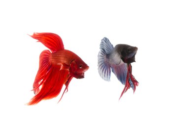 Kırmızı ve mavi daha iyi balık, Siyam mücadele üzerinde beyaz izole balık