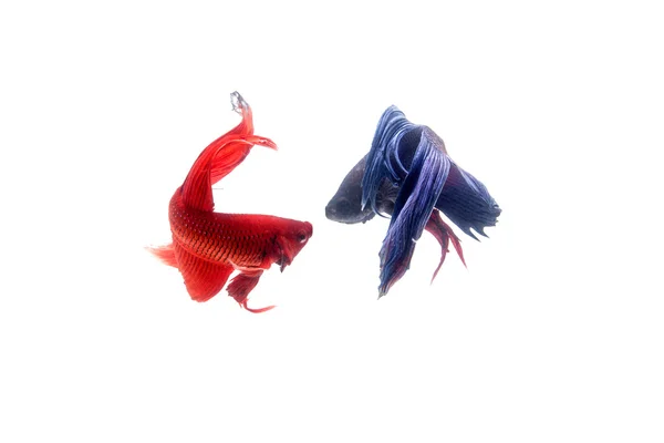 红色和蓝色的斗鱼，暹罗斗鱼上白色孤立 图库图片