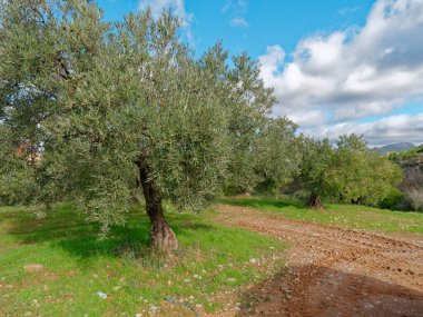 Güzel Yeşil Zeytin Ağacı Manzarası.