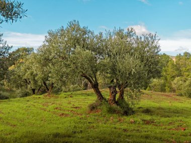 Güzel Yeşil Zeytin Ağacı Manzarası.