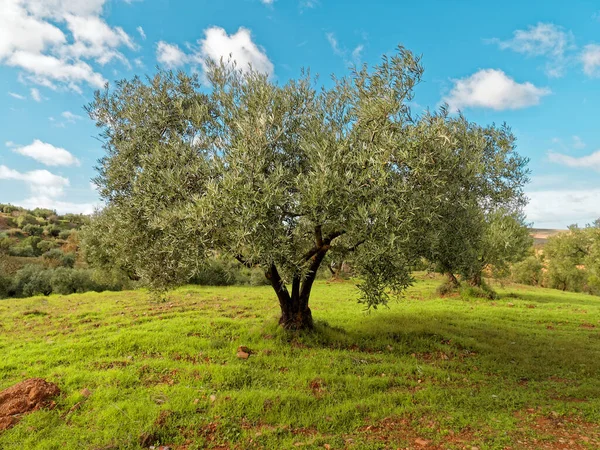 Güzel Yeşil Zeytin Ağacı Manzarası.