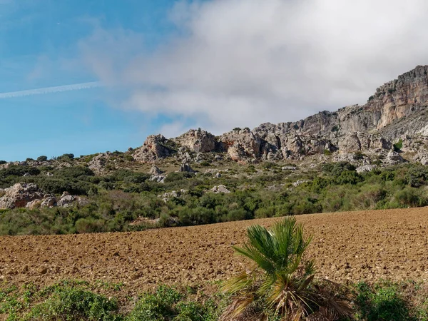 View of bushes and vegetation at the base of the El Torcal de antequera.