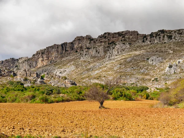 View of bushes and vegetation at the base of the El Torcal de antequera.