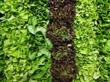 Taze ve yeşil marul sıraları..