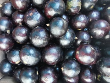 Jabuticabas grubunun tam çerçevesi.