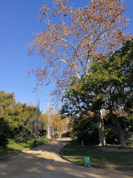 Barcelona España Diciembre 2017 Vista Del Parque Ciutadella Barcelona — Foto de Stock