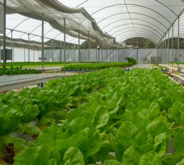 Hidrofonik marul çiftliği manzarası