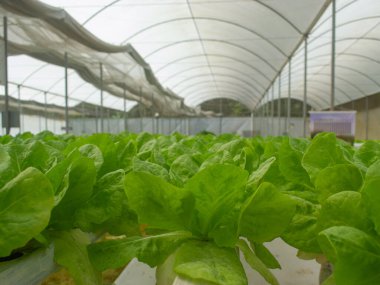 Hidrofonik marul çiftliği manzarası