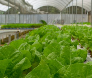 Hidroponik yeşil sebze çiftliği manzarası.