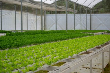 Hidroponik yeşil sebze çiftliği manzarası.