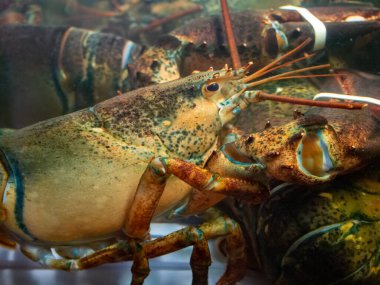 Restoran akvaryumunda ıstakoz manzarası.