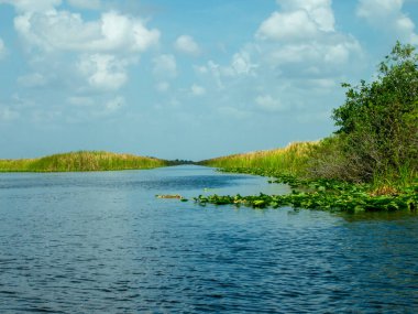 Everglades 'in güzel manzarası Yazın Bataklığı.