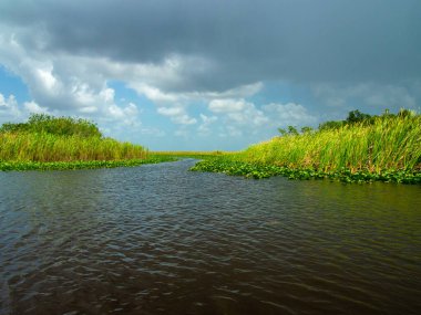 Everglades 'in güzel manzarası Yazın Bataklığı.