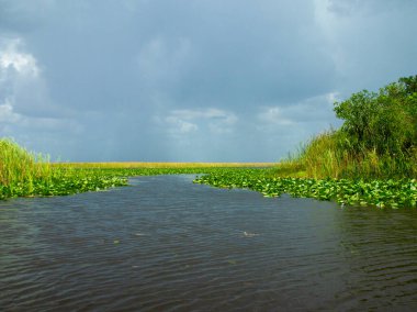 Everglades 'in güzel manzarası Yazın Bataklığı.
