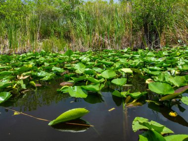 Everglades 'in güzel manzarası Yazın Bataklığı.