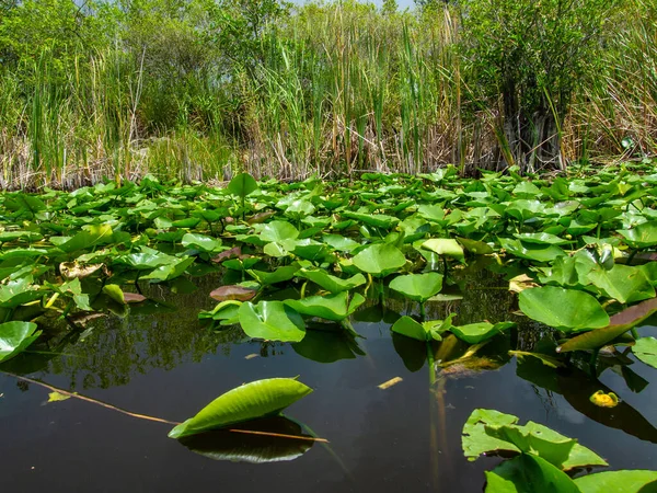 Ein Schöner Blick Auf Den Everglades Sumpf Sommer — Stockfoto