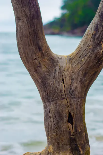 Blick Auf Meer Und Wald Durch Baumstamm — Stockfoto