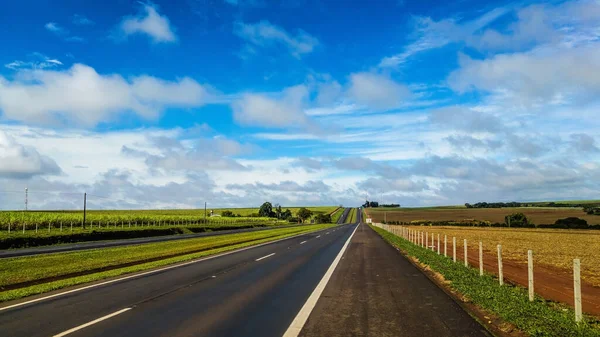 Vue Route Entre Les Plantations Canne Sucre — Photo