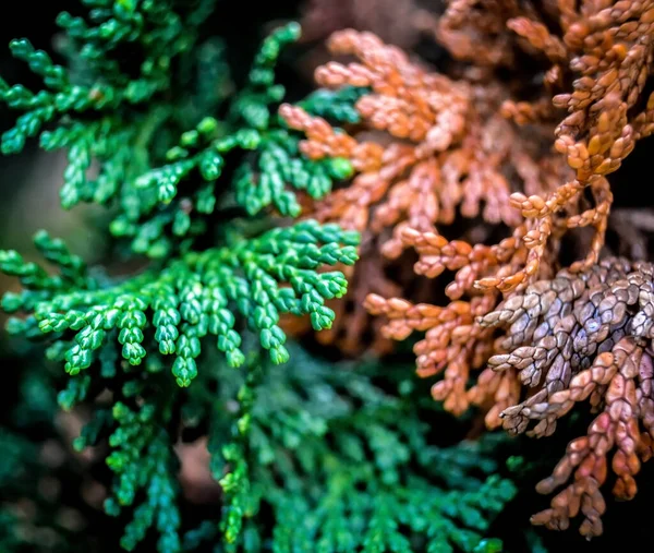 Close Christmas Pine Half Green Half Brown — Stock Photo, Image