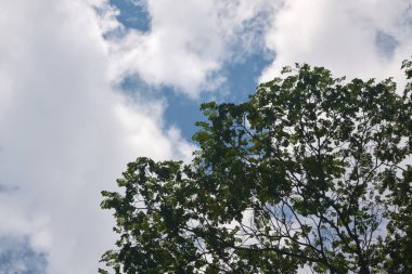 Gökyüzünün altından ağaç tepeleriyle görüntüle.