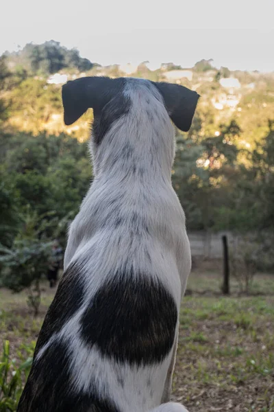 Back View Dog Looking Sunset — Stock Photo, Image
