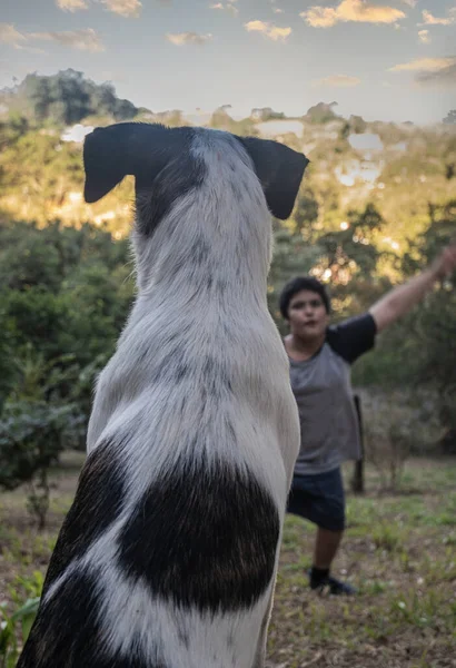 Back View Dog Looking Boy Playing — Stock Photo, Image
