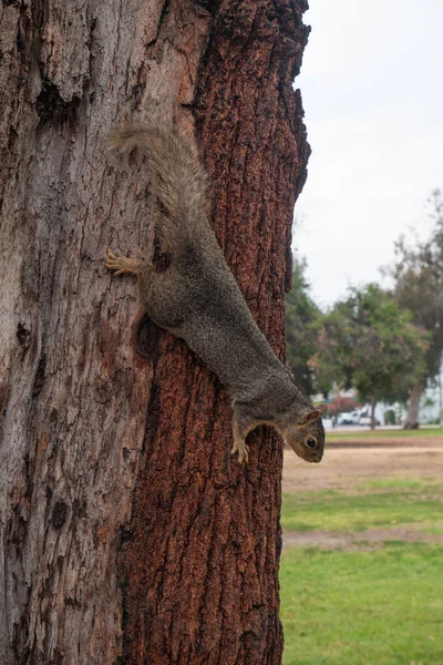 View Cute Squirrel Tree Summer — Stock Photo, Image