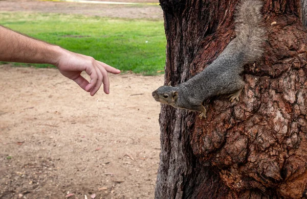 Vista Das Mãos Homem Tentando Tocar Esquilo Uma Árvore — Fotografia de Stock