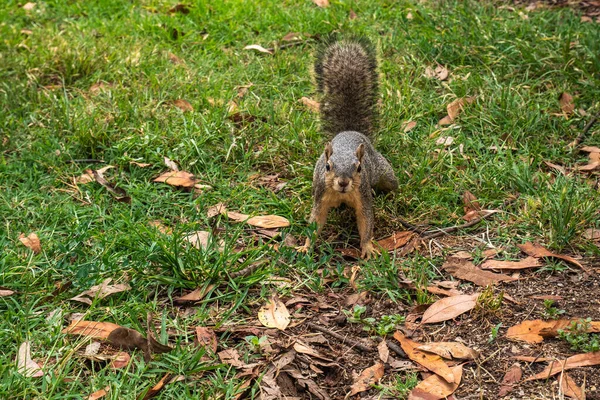 Squirrel View Park Floor Looking Camera — Stock Photo, Image