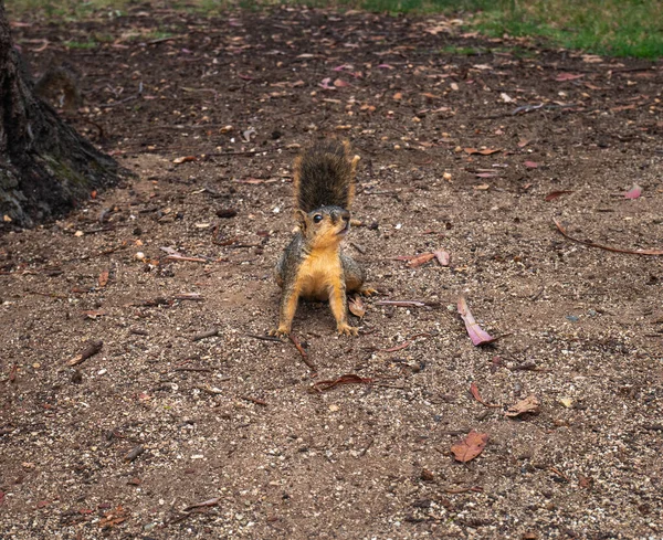 Squirrel View Park Floor Looking Camera — Stock Photo, Image