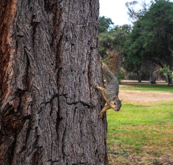 View Cute Squirrel Tree Summer — Stock Photo, Image