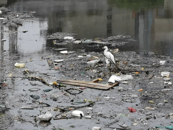 Widok Zanieczyszczonej Rzeki Pinheiros Środku Natury Ptakiem Wewnątrz — Zdjęcie stockowe