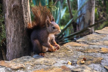 Kırmızı sincabın fındık yiyişini yakından izle..