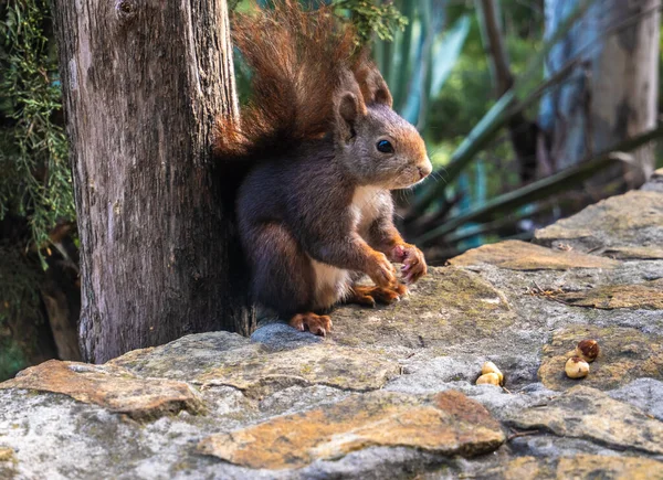 View Close Red Squirrel Eating Nuts — Stock Photo, Image