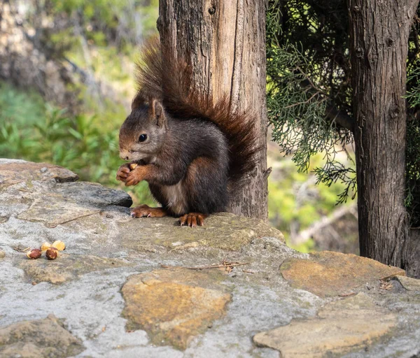 View Red Squirrel Eating Nuts — Stock Photo, Image