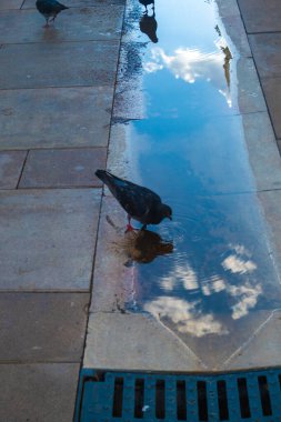 Gökyüzünün yansımasıyla su içen güvercinlerin görüntüsü.