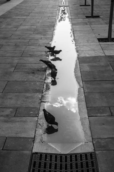 Vedere Porumbeilor Apă Potabilă Reflexie Cerului — Fotografie, imagine de stoc