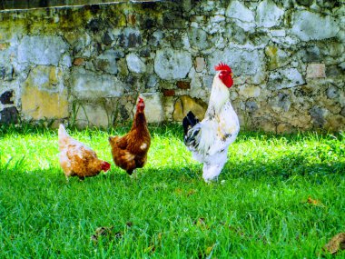 Doğal ortamlarında poz veren tavuklar özgür ve hayvanlar