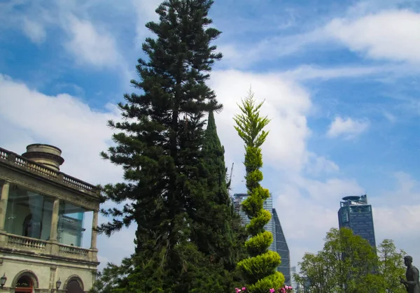 the trees giving nature to the city that needs it so much