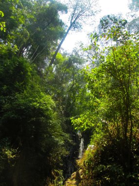 Ormanda şelale, doğa geçmişi