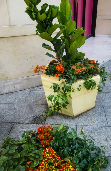 Taş bir duvarda saksıda çiçekler ve bitkiler