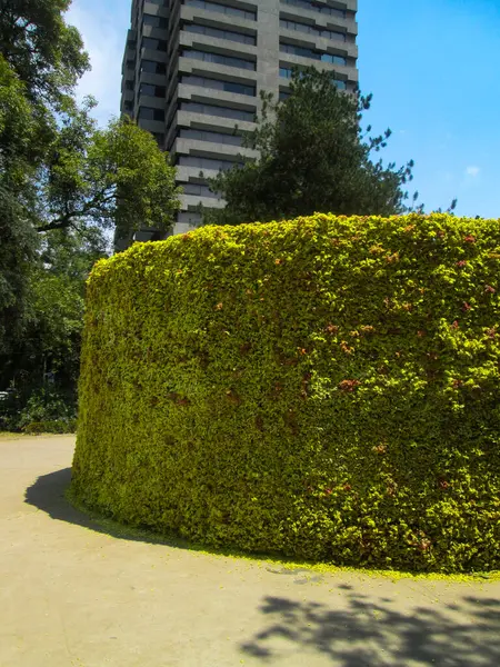 Tokyo japan Kasım 27219 Yoyogi koen ulusal bahçesinde tanımlanamayan sonbahar yaprakları.